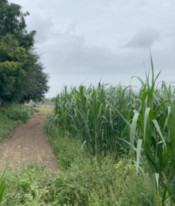 Organic Green Fodder